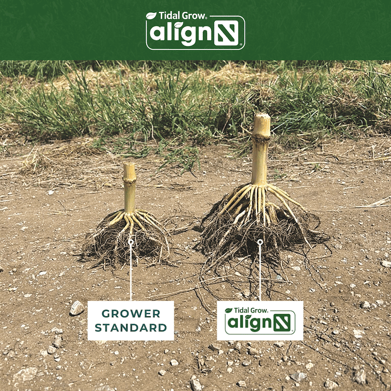 tidal grow alignN vs grower standard corn crop