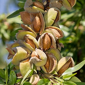 almonds